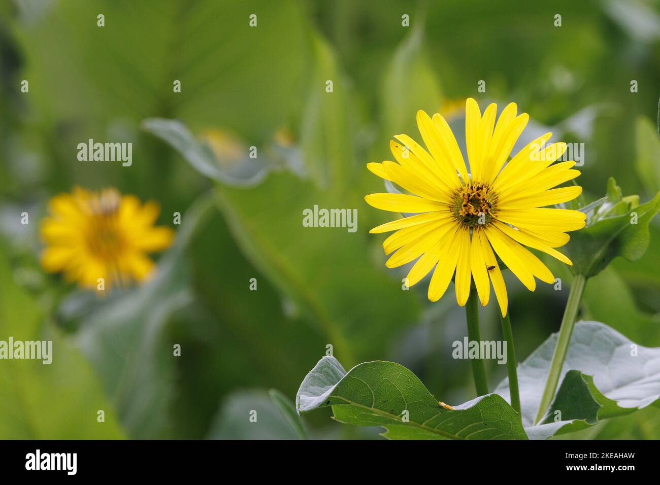 Jerusalem Artischocke, Jerusalem Artischocke, Sunroot, Sunchoke, Earth Apple, Topinambour (Helianthus tuberosus), blühend, Deutschland, Bayern, Isental Stockfoto