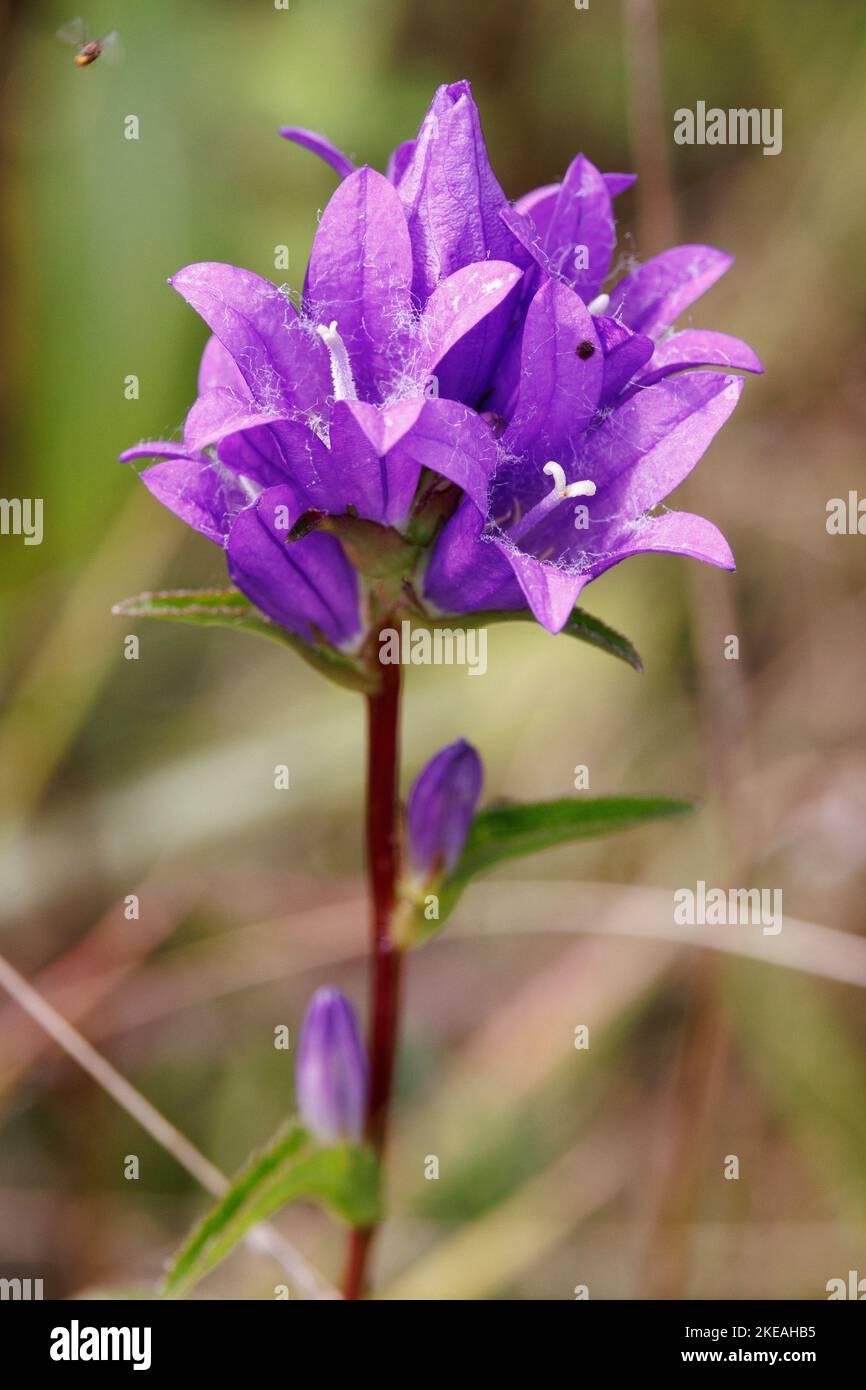 Glockenblume, Danenblut (Campanula glomerata), Blumen, Deutschland, Bayern Stockfoto