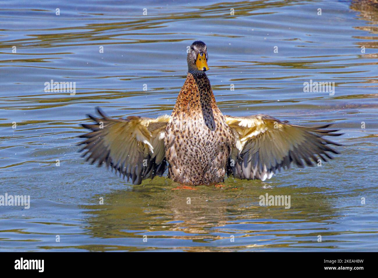 mallard (Anas platyrhynchos), Klappen seine Flügel beim Wassertreten, Vorderansicht, Deutschland, Bayern Stockfoto