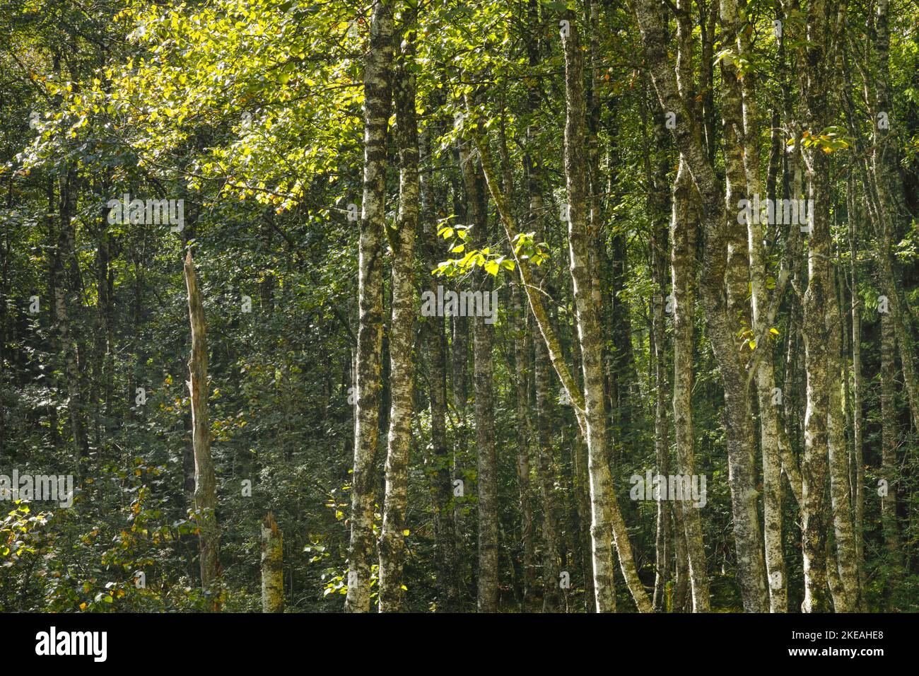 Viele moosige Birkenstämme im Wald, Schweiz, Kanton Neuenburg, Brot-Plamboz Stockfoto