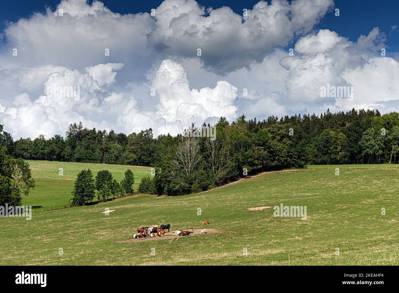 Hausrinder (Bos primigenius f. taurus), Stumpfkuh auf trockener Wiese mit Trog, Klimachande, Deutschland, Bayern Stockfoto