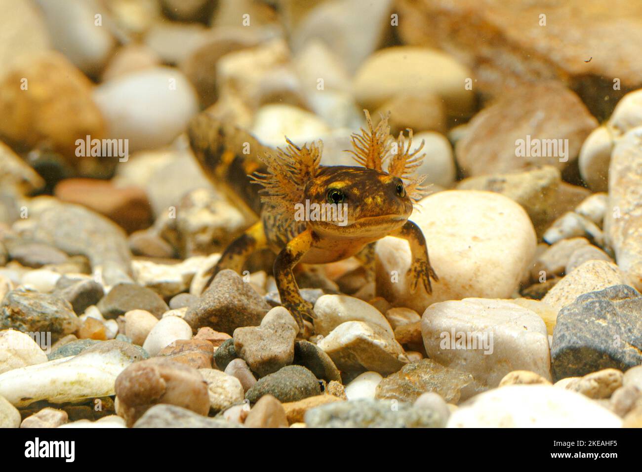 Europäischer Feuersalamander (Salamandra salamandra), Larve mit äußeren Kiemen, Vorderansicht Schwimmen, Höhlentier des Jahres 2023, Deutschland Stockfoto