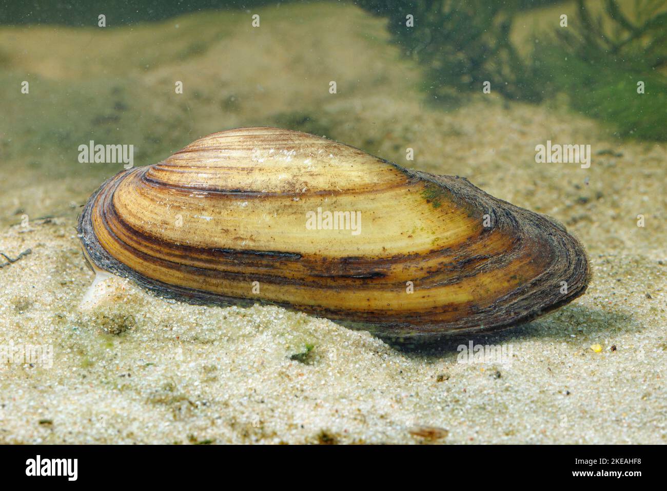 Malermuschel (Unio pictorum, Pollicepes pictorum), kriechend auf sandigen Grund, Deutschland Stockfoto