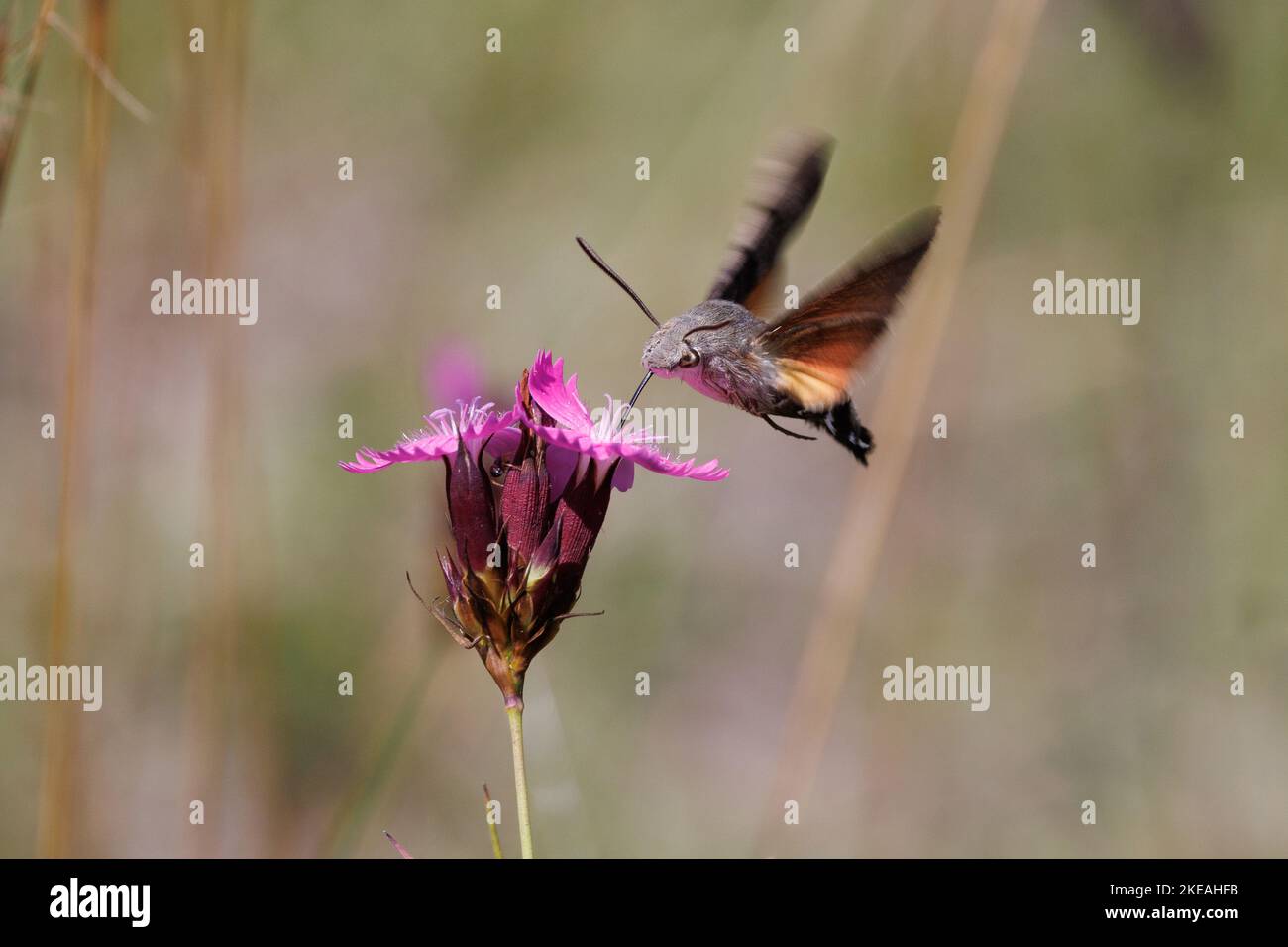 Hummingbird Hawkmoth (Macroglossum stellatarum), trinkender Nektar bei Carthusian pink, Dianthus carthusianorum, Deutschland, Bayern, Isental Stockfoto