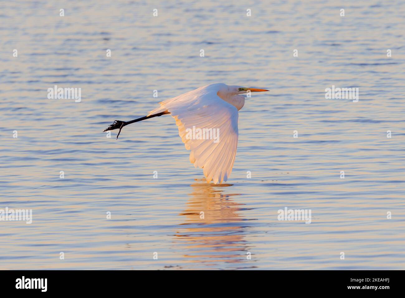 Silberreiher, Silberreiher (Egretta alba, Casmerodius albus, Ardea alba), fliegen im Abendlicht über den See, Seitenansicht, Deutschland, Bayern, Stockfoto