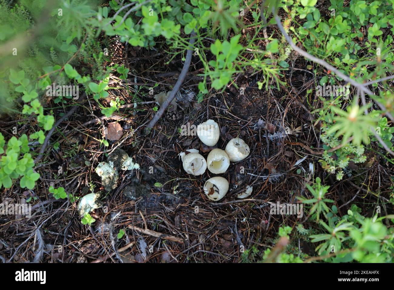 westlicher Auerhahn, Waldhuhn (Tetrao urogallus), Nest mit Eierschalen nach dem Schlüpfen der Küken, Finnland, Kajaani, Kainuu Stockfoto