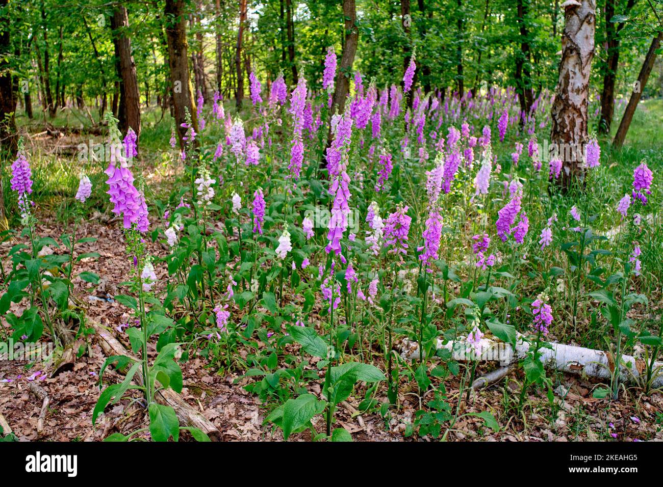 Gewöhnlicher Fuchshandschuh, violetter Fuchshandschuh (Digitalis purea), blühende Population auf einer Lichtung, Deutschland, Hessen Stockfoto