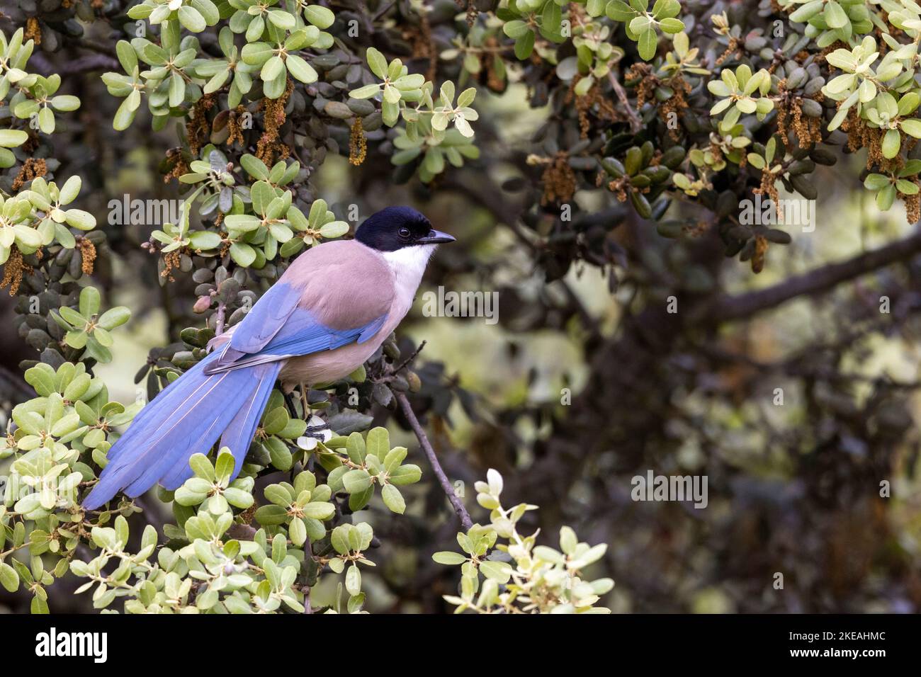 azurflügelmagpie (Cyanopica cyanus, Cyanopica cyana), auf einem Zweig einer Holmöchse, Spanien, Extremadura, Caceres, Barruecos Stockfoto