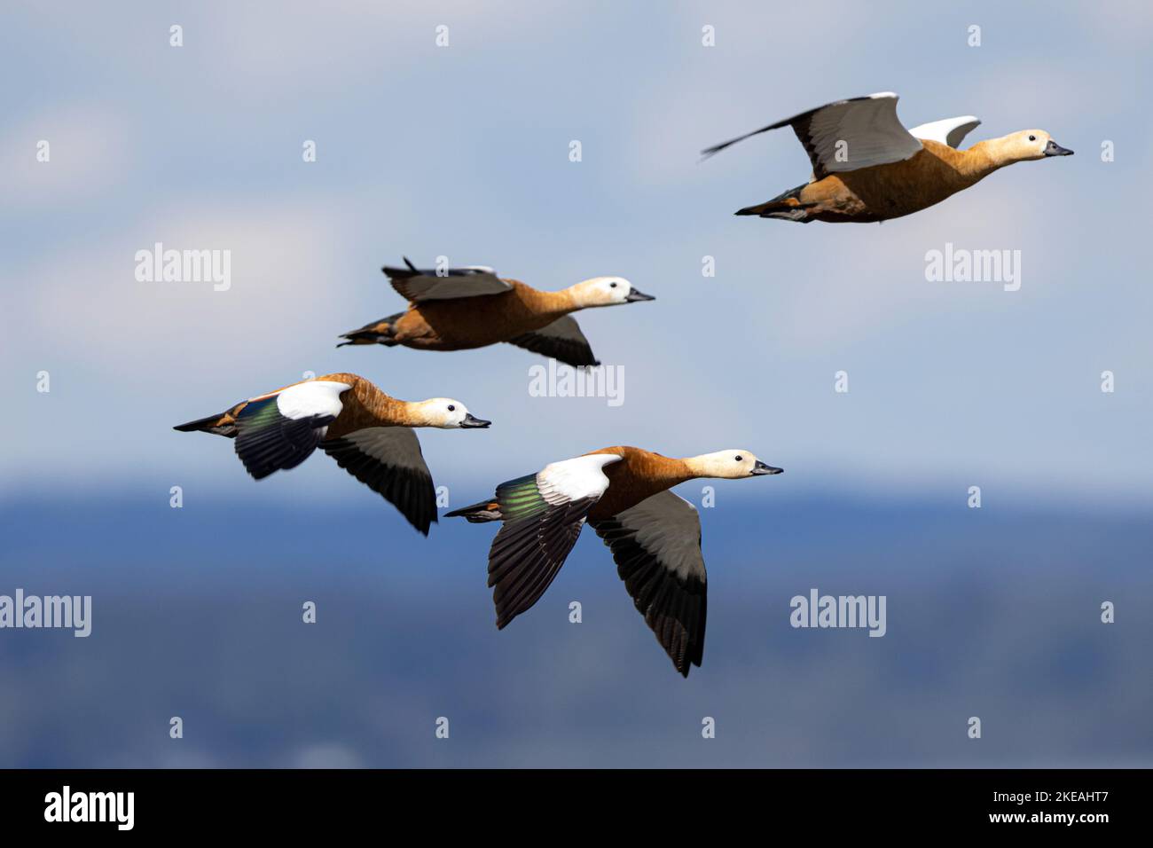 Ruddy Shelduck (Tadorna ferruginea, Casarca ferruginea), Fluggruppe, Deutschland, Bayern Stockfoto