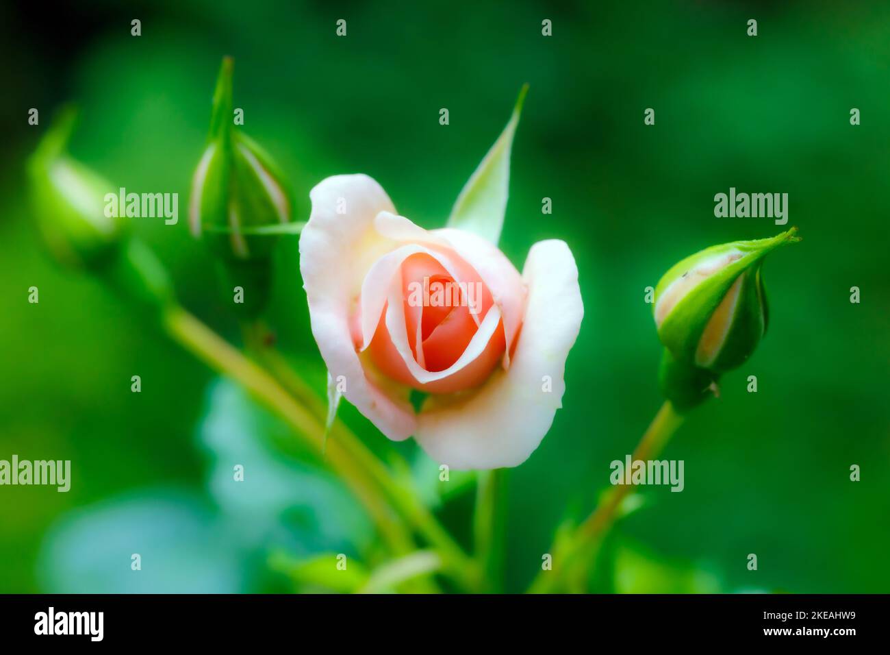Rose (Rosa spec.), rosa Blütenknospe Stockfoto