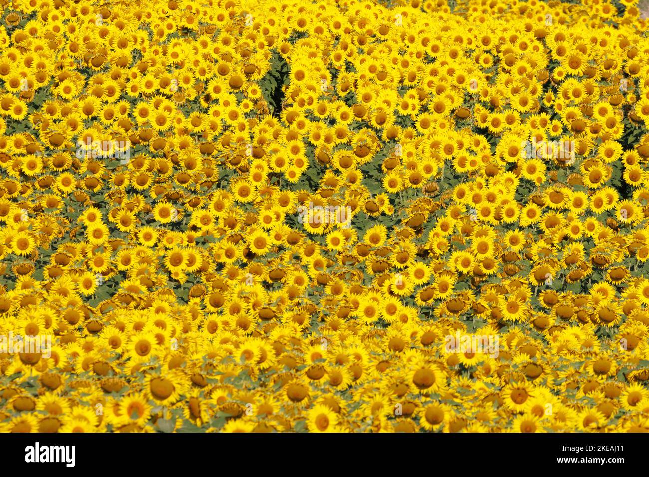 Sonnenblume (Helianthus annuus), Sonnenblumenfeld voll blühend, Deutschland, Bayern Stockfoto