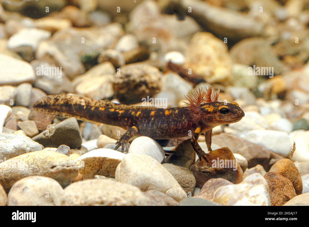 Europäischer Feuersalamander (Salamandra salamandra), Larve mit äußeren Kiemen auf Kieselsteinen, Höhlentier des Jahres 2023, Deutschland Stockfoto