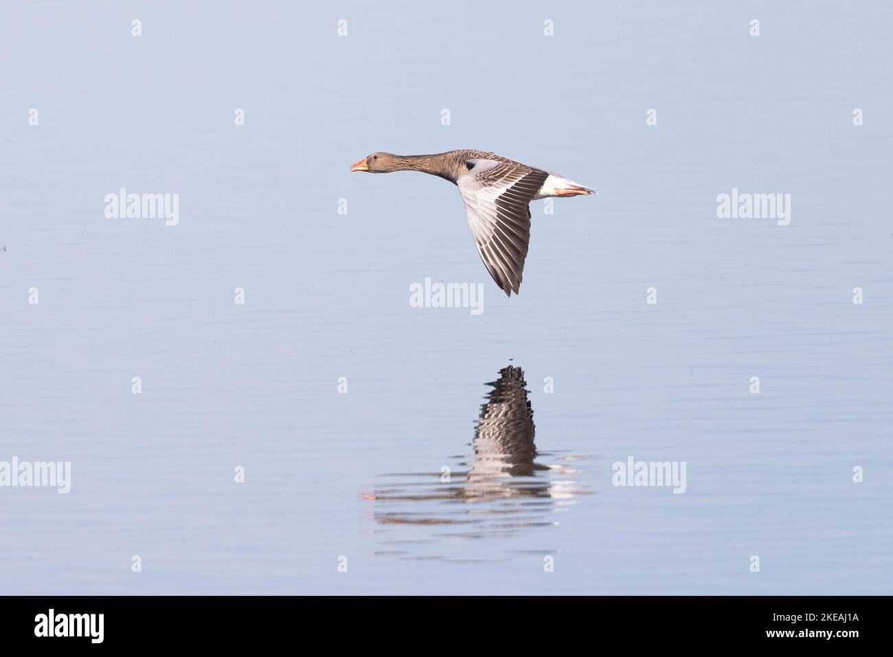 Graugans (Anser anser), fliegen mit Spiegelung über den See, Seitenansicht, Deutschland, Bayern, Chiemsee Stockfoto