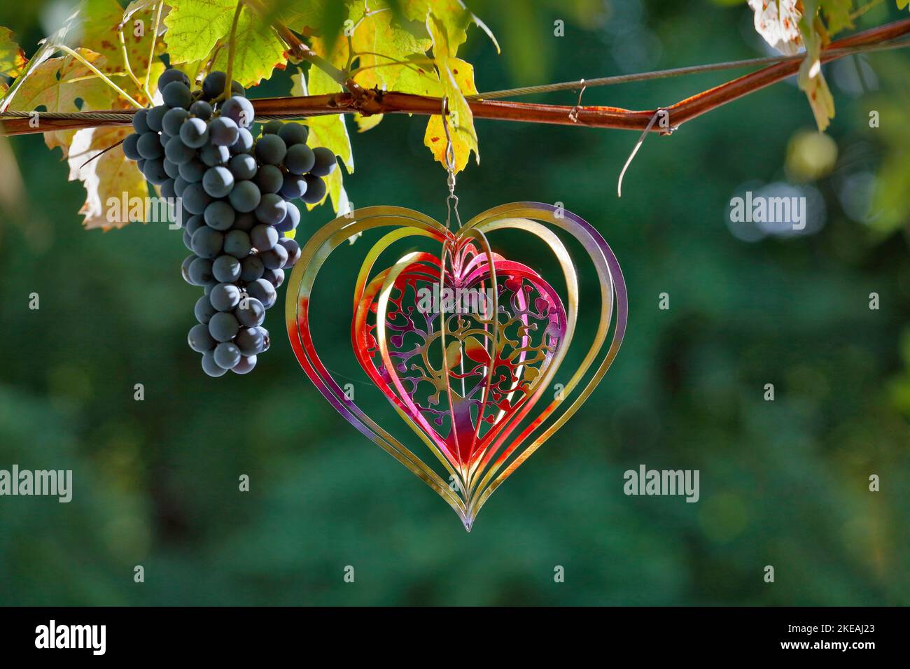 Weinrebe, Weinrebe (Vitis vinifera), Gartendekoration an einer Weinrebe, Deutschland, Nordrhein-Westfalen Stockfoto