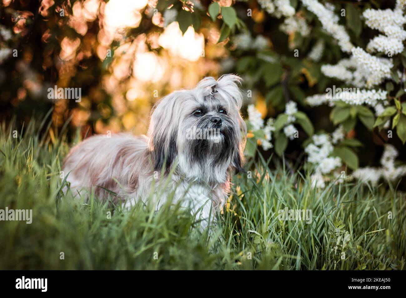 Shih Tzu Stockfoto