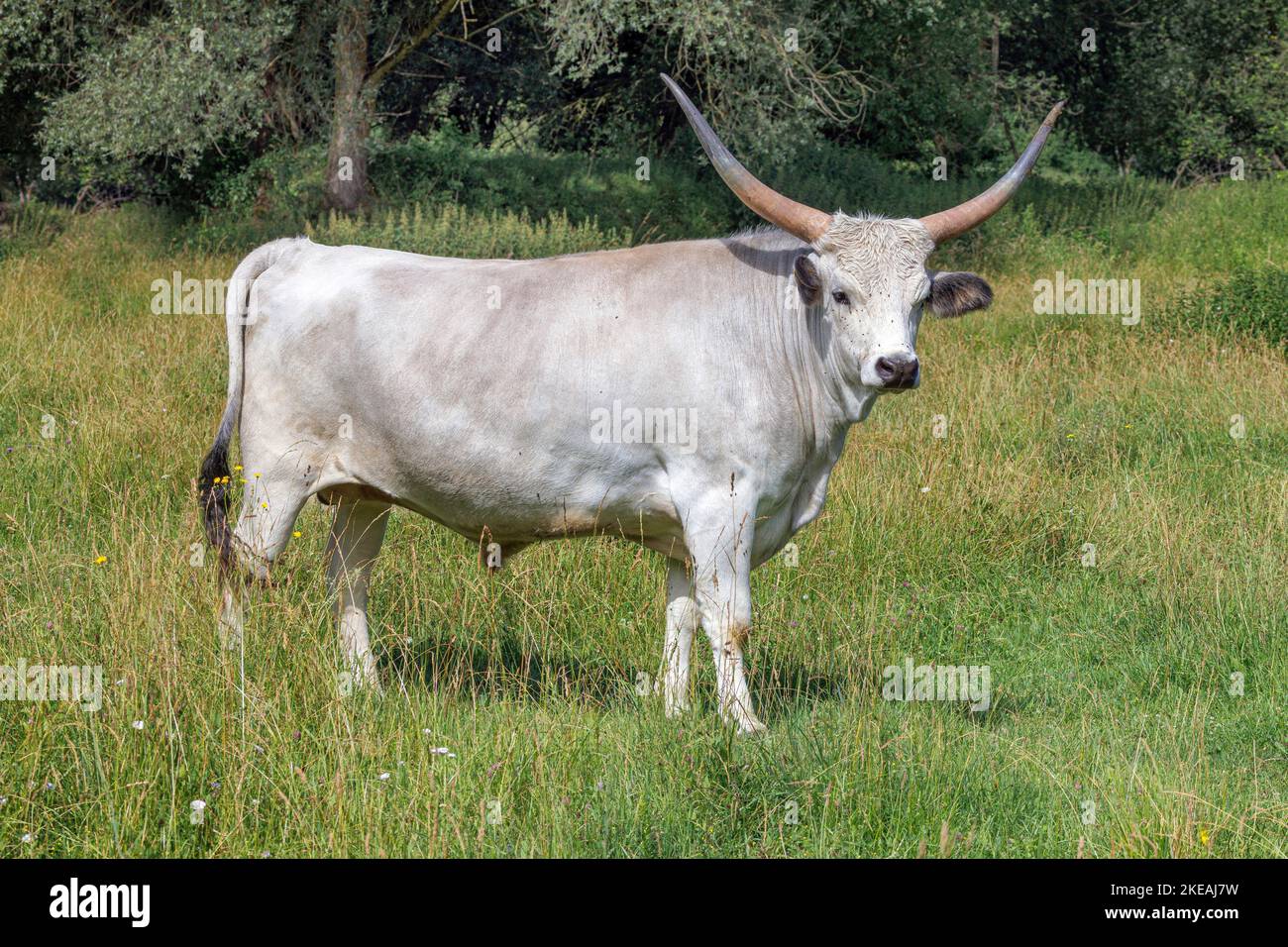 Ungarisches Steppe-Rind, ungarisches Grauvieh, ungarisches Podolisches Steppe-Rind (Bos primigenius f. stier), erwachsenes Männchen, Deutschland, Bayern Stockfoto