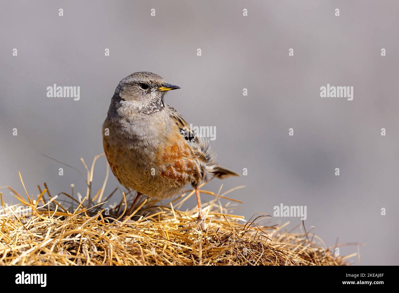 Alpine Accentor (Prunella collaris), steht auf einer alpinen Wiese, Schweiz, Wallis, Walliser Alpen Stockfoto