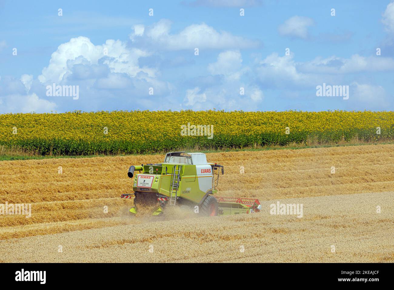 Mähdrescher Ernte Weizen auf fast geerntetem Feld vor Maisfeld, Deutschland, Bayern Stockfoto