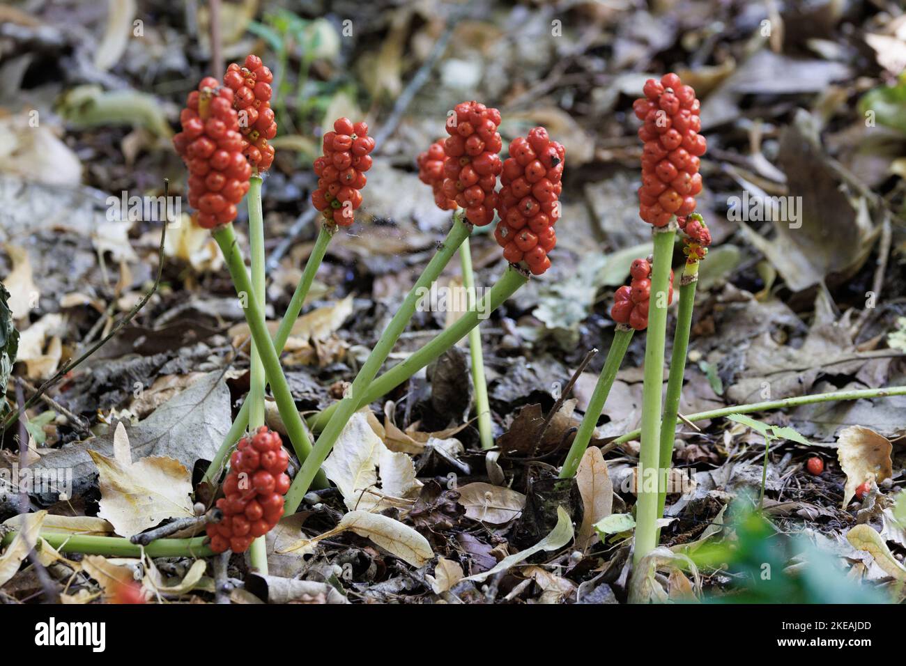 Herren-und-Damen, portlandarroot, Cuckoopint (Arum maculatum), Infraktenzen mit reifen roten Beeren, Deutschland, Bayern Stockfoto