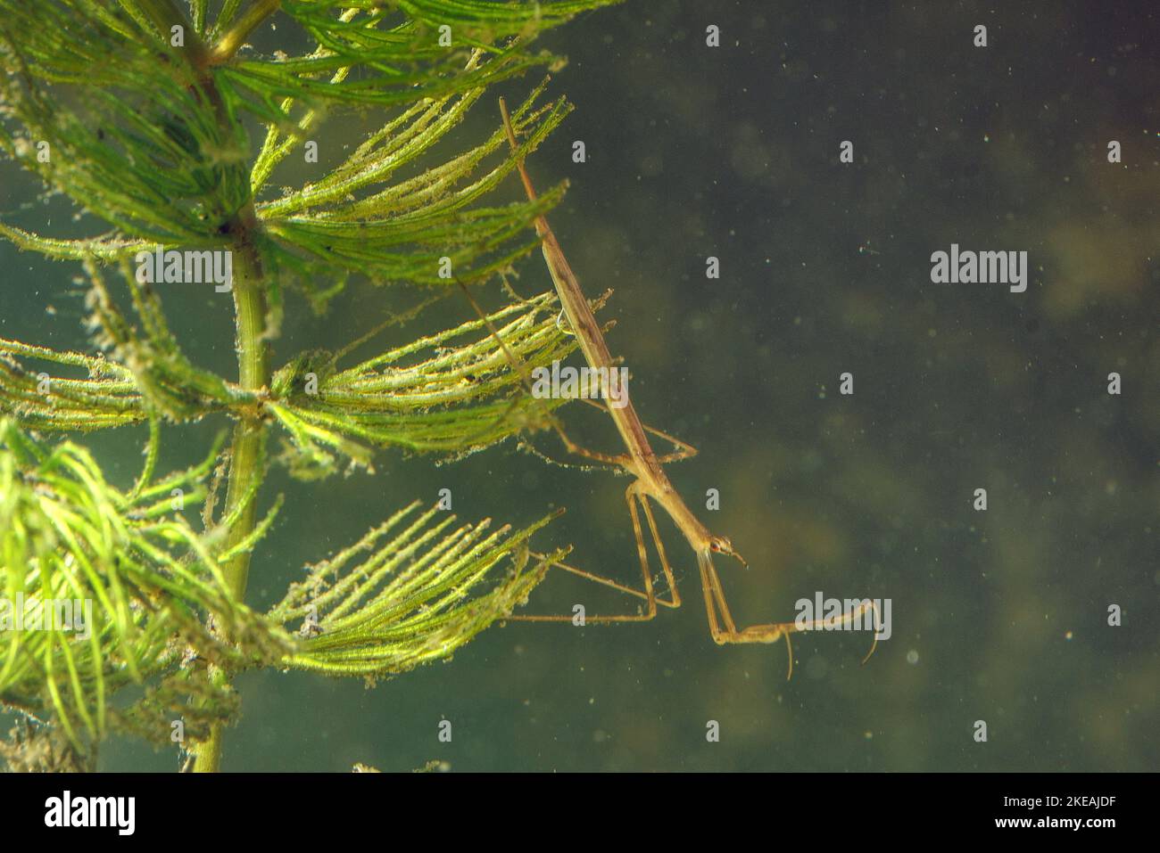 Wasserstock-Insekt, Wasserskorpion mit langem Körper, Nadelfehler (Ranatra linearis), lauert auf Beute, Deutschland Stockfoto
