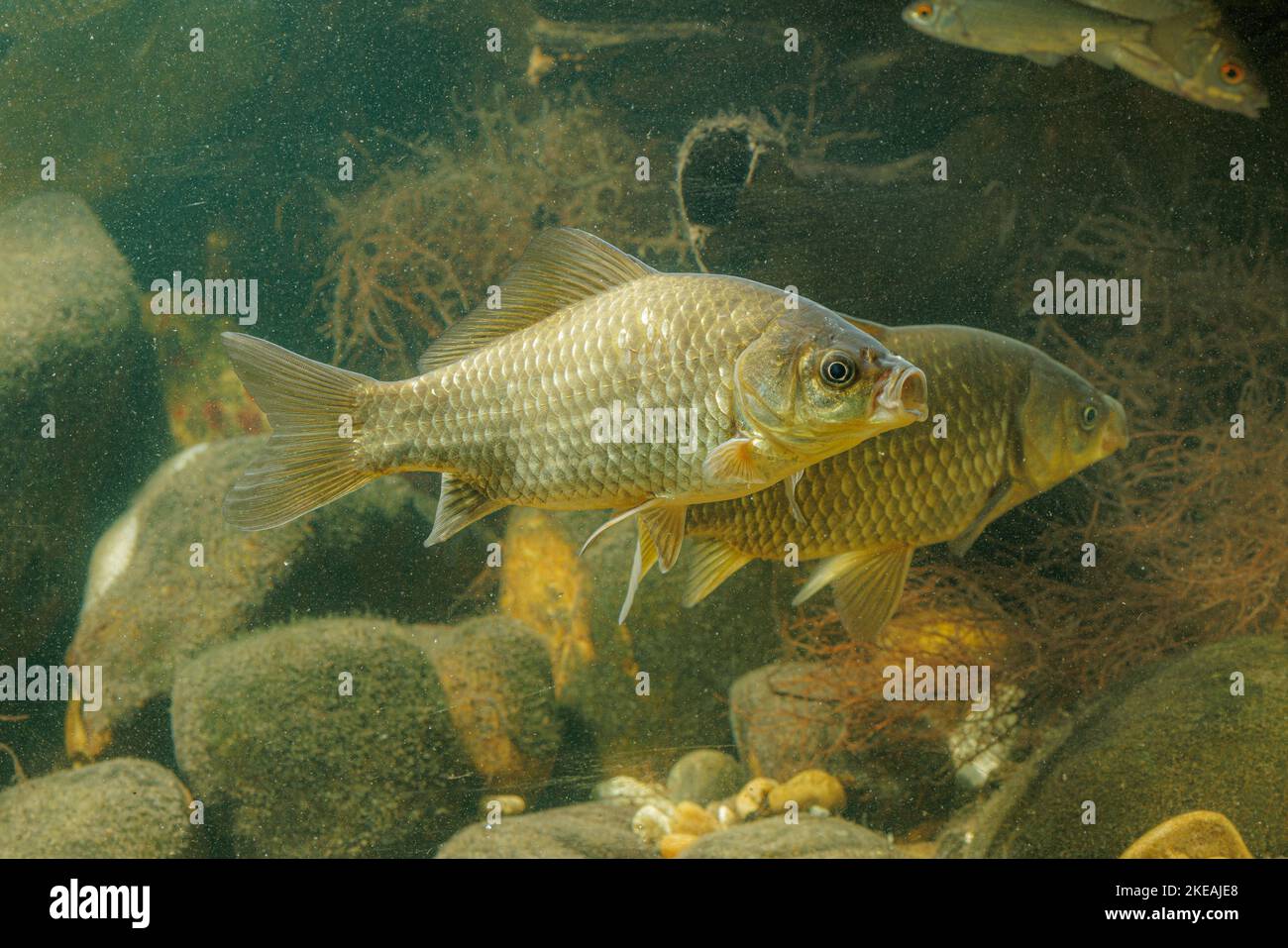 Giebelkarpfen, Preußischer Karpfen, Deutscher Karpfen, Karausche (Carassius gibelio, Carassius auratus gibelio), zwei Individuen, Seitenansicht, Deutschland Stockfoto