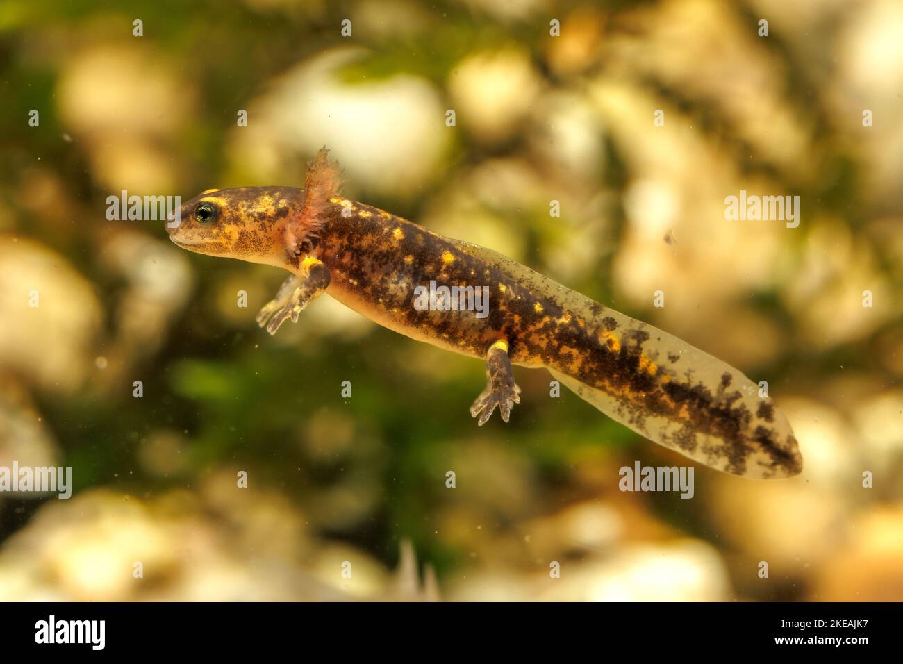 Europäischer Feuersalamander (Salamandra salamandra), Larve mit äußeren Kiemen schwimmend, Höhlentier des Jahres 2023, Deutschland Stockfoto