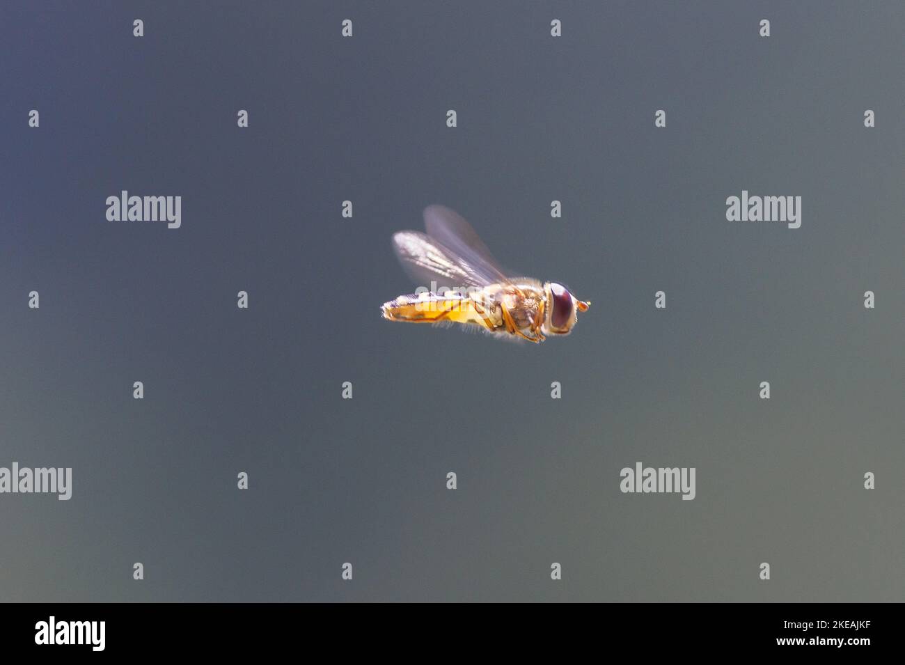 Schwebfliege, Schwebfliege, Syrphidae, Blumenfliege (Syrphidae), im Flug, In der Prienhütte, 1400 m, Deutschland, Bayern, Geigelstein Stockfoto