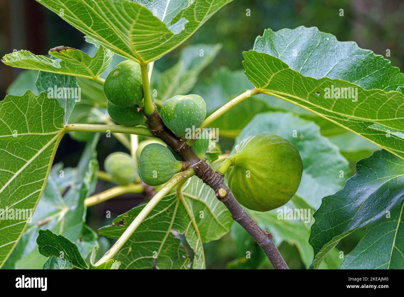 feige (Ficus carica), mit grünen Frühlings- und Sommerfrüchten Stockfoto
