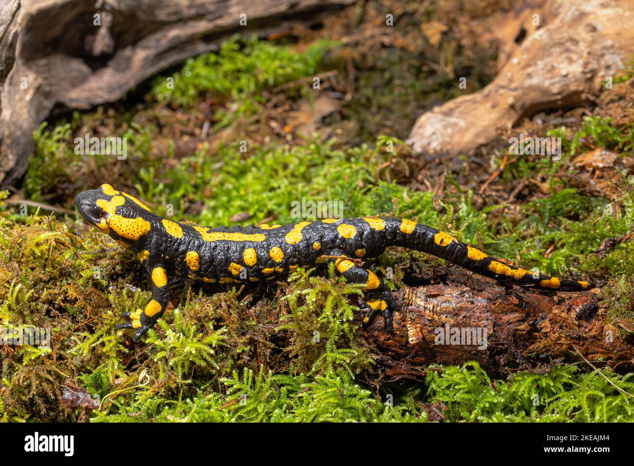 Europäischer Feuersalamander (Salamandra salamandra), Männchen, Höhlentier des Jahres 2023, Deutschland, Bayern, Isental Stockfoto