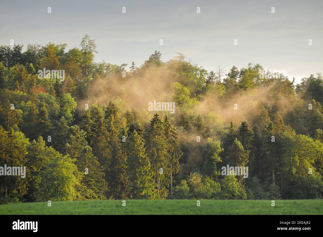 Sumpfiges Naturschutzgebiet bei Uetzikon im Zürcher Oberland, Schweiz Stockfoto