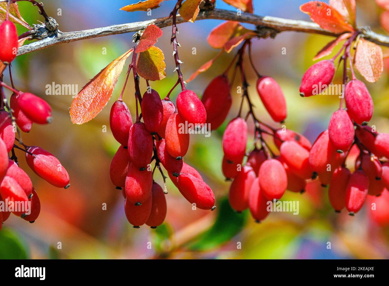 Gemeine Berberbeere, Europäische Berberis vulgaris, reife Früchte, Deutschland, Bayern, Isental Stockfoto