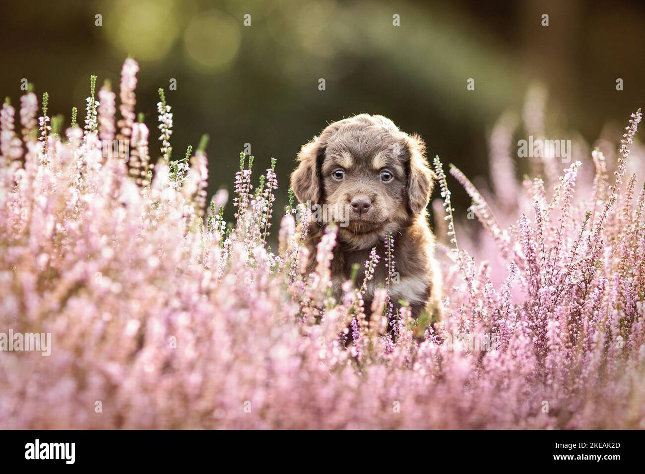 Miniatur-Australian-Shepherd-Mongrel Puppy Stockfoto