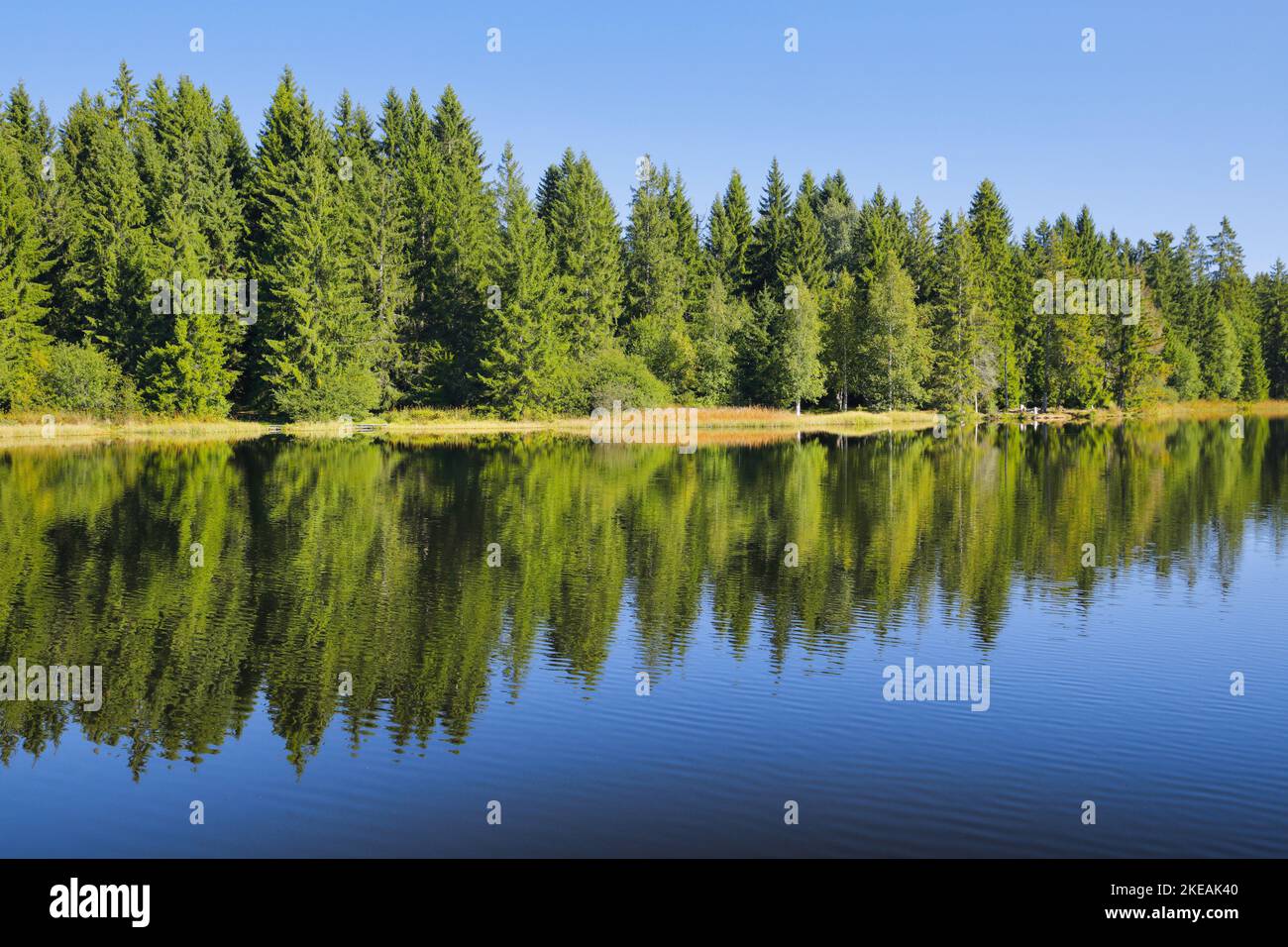 Der Wald am Seeufer spiegelt sich auf der glasigen Oberfläche des Moorsees, Schweiz, Kanton Jura Stockfoto