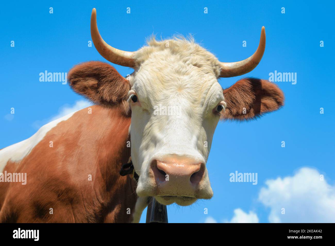 Fleckvieh, Fleckvieh (Bos primigenius f. stier), Portrait, Schweiz, Berner Oberland Stockfoto