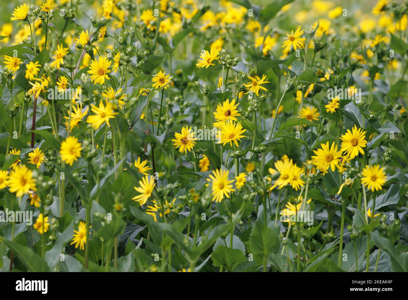 Jerusalem-Artischocke, Jerusalem-Artischocke, Sunroot, Sunchoke, Erdapfel, Topinambour (Helianthus tuberosus), Blühfeld, Deutschland, Bayern, Stockfoto