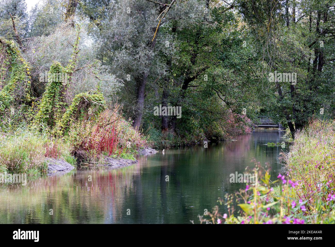 Enger Fluss mit Auenwald, Deutschland, Bayern, Erdinger Moos Stockfoto