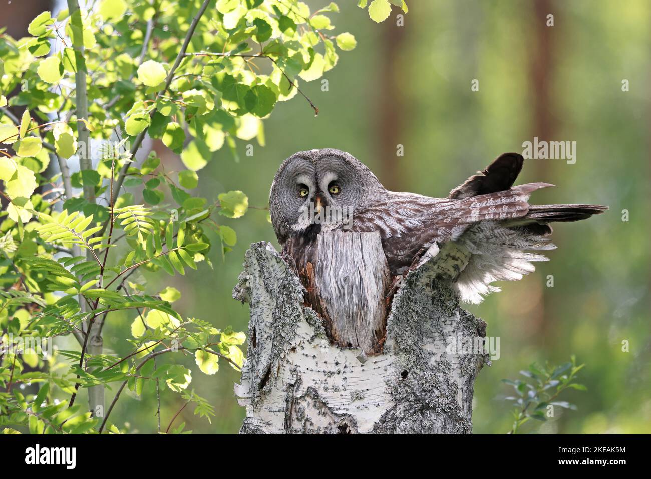 Große graue Eule (Strix nebulosa), die in einem gebrochenen Birkenstamm auf dem Nest steht, Finnland, Utajaervi Stockfoto