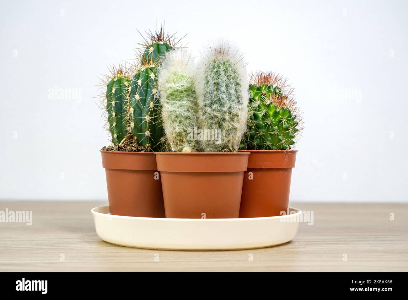 Kaktus rund, länglich und mit Haaren in einem Topf. Kleine Stecklinge von stacheligen Blüten mit Nadeln auf weißem Hintergrund. Kopf alter Mann Cephalocereus senilis Stockfoto