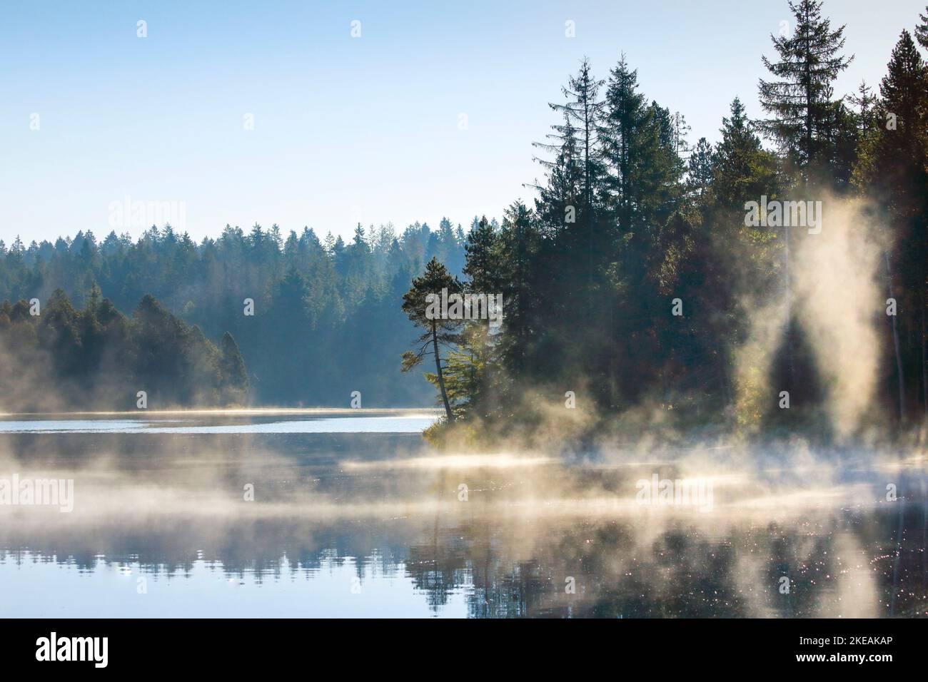 Pinien und Fichten am Ufer eines glasigen Moorsees mit Nebelflecken am Morgen, Schweiz, Kanton Jura Stockfoto