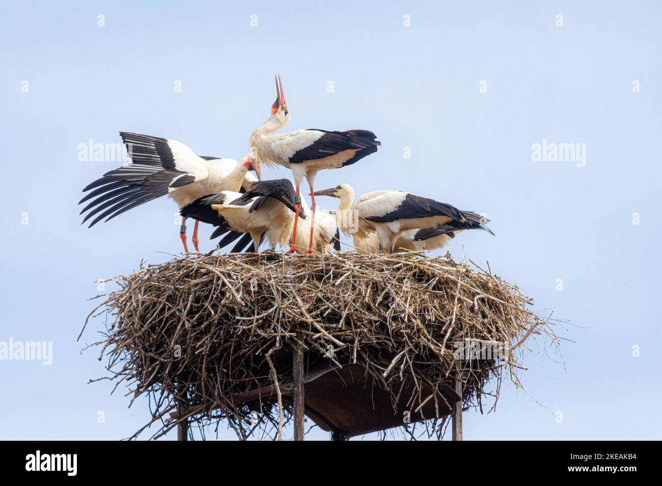 Weißstorch (Ciconia ciconia), Erwachsene klappern, nachdem sie mit vier fast flügigen Jugendlichen Nahrung in den Adern gebracht haben, Deutschland, Bayern Stockfoto