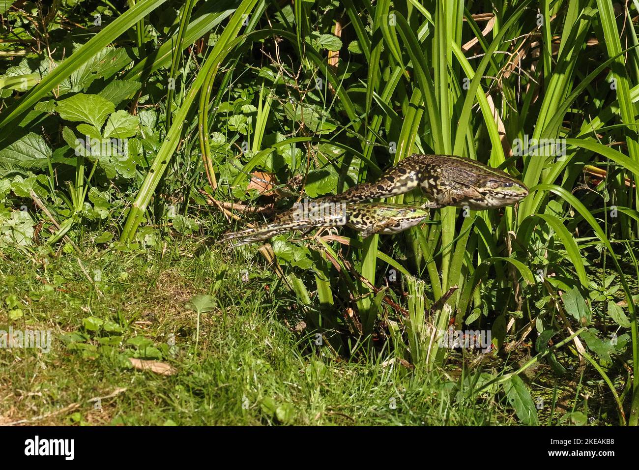 Europäischer Speisefrosch, Speisefrosch (Rana kl. Esculenta, Rana esculenta, Pelophylax esculentus), zwei grüne Frösche, die mit einem langen Sprung in die Heimat fliehen Stockfoto