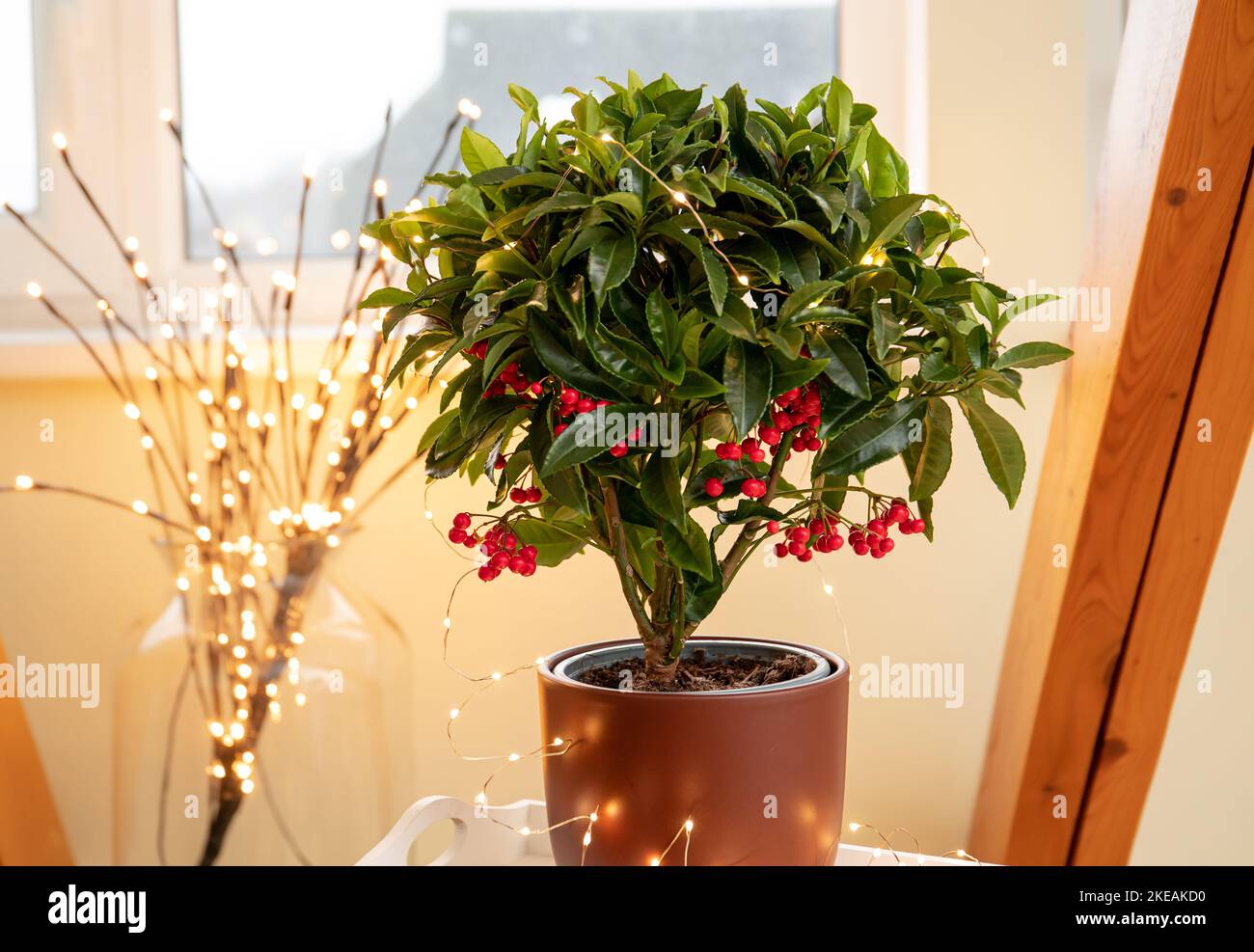 Ardisia crenata, Primulaceae ist unter verschiedenen Namen bekannt als Weihnachtsbeere, australische Heilige, Koralle ardisia, Korallenbusch, Korallenbeere, Korallenbeere. Stockfoto