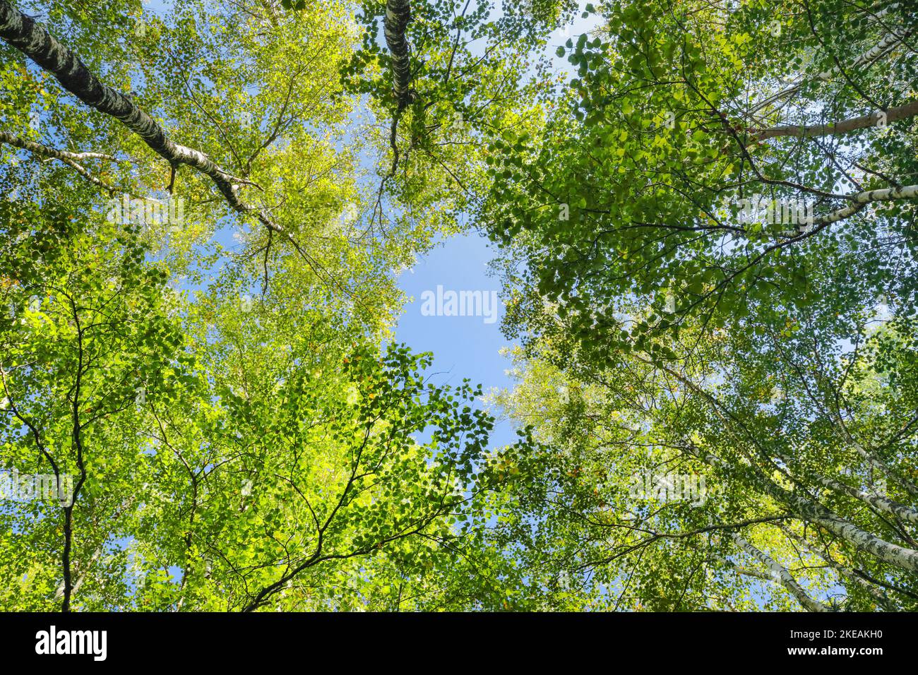Birke (Betula spec.), Blick in die Baumkronen in einem Birkenwald, Sonne scheint durch das Blattdach, Schweiz, Kanton Jura Stockfoto