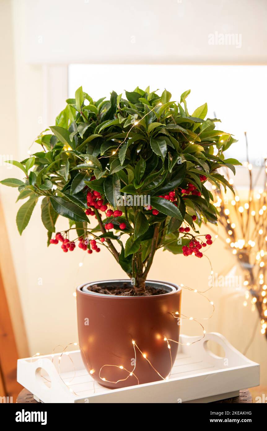 Ardisia crenata, Primulaceae ist unter verschiedenen Namen bekannt als Weihnachtsbeere, australische Heilige, Koralle ardisia, Korallenbusch, Korallenbeere, Korallenbeere. Stockfoto