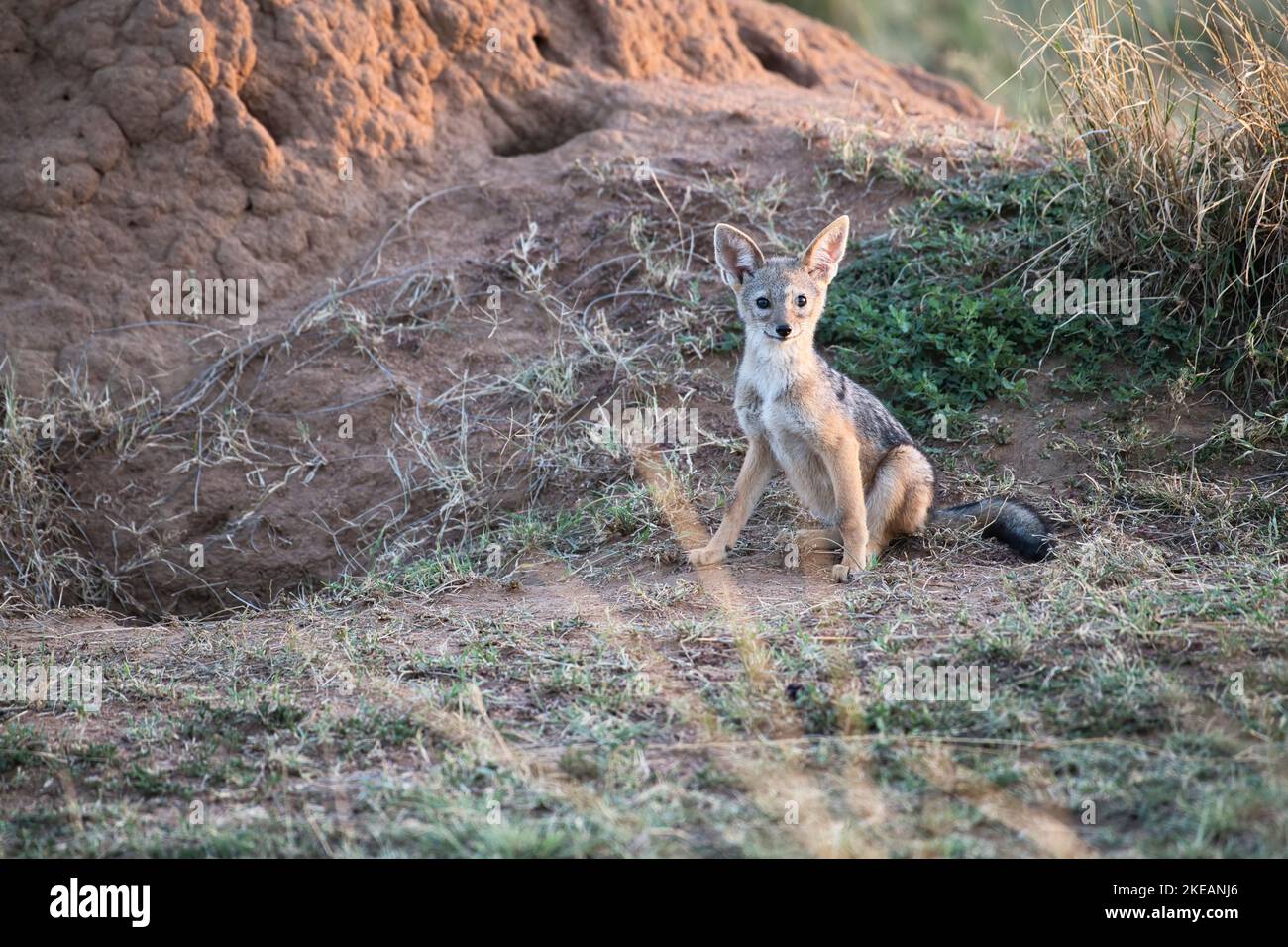 Schwarz-rückige oder silber-rückige Schakal (Canis mesomelas) Junge außerhalb der Höhle in einem Termitenhügel. Stockfoto