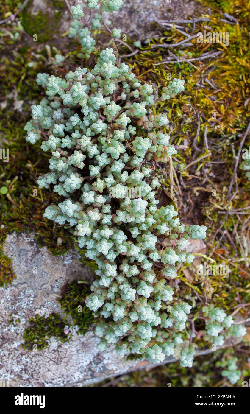 Wilde Sedum-Familie wächst auf Felsen. Sierra de San Pedro. Alburquerque, Badajoz, Extremadura, Spanien Stockfoto