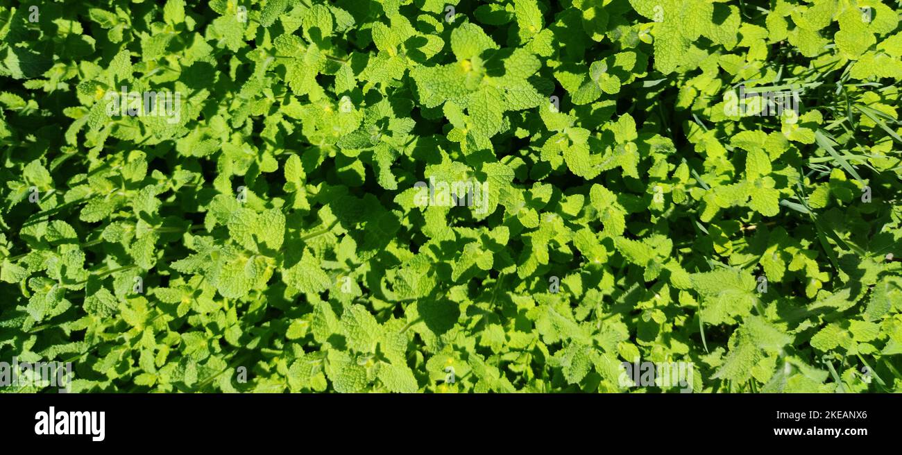 Frisches grünes Pennyroyal oder mentha pulegium. Selektiver Fokus Stockfoto