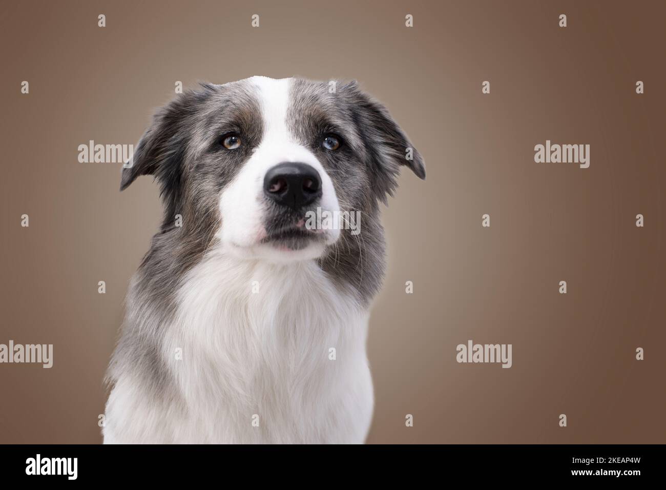 Australian-Shepherd-Border-Collie Porträt Stockfoto