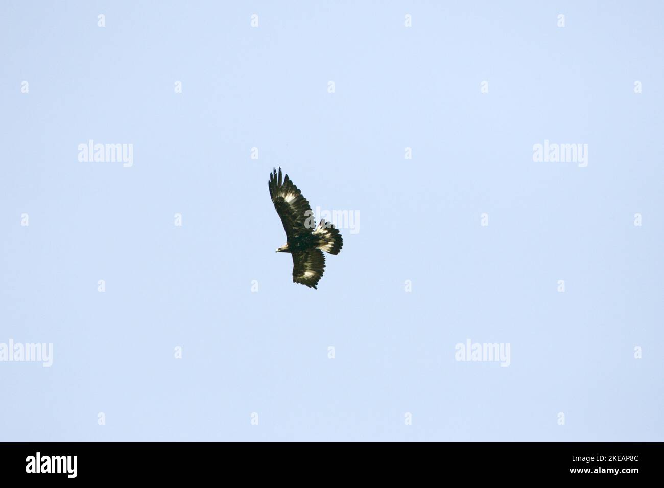 Steinadler Aquila Chrysaetos Glaubensbekennenden Turmfalken Falco Tinnunculus Korsika Frankreich Stockfoto