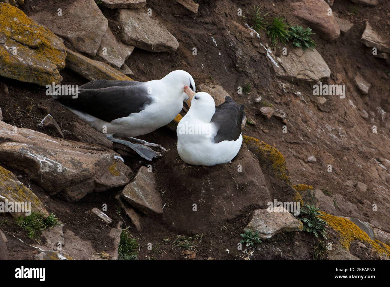 Black-browed AlbatrossThalassarche Melanophrys gegenseitigen putzen Saunders Island Falkland-Inseln Stockfoto